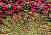 Bảo vệ: Life Lessons from the Peacock