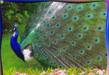 Peacock Facts: Lesson for Kids